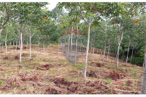 Finca de producción de Caucho, Paratebueno