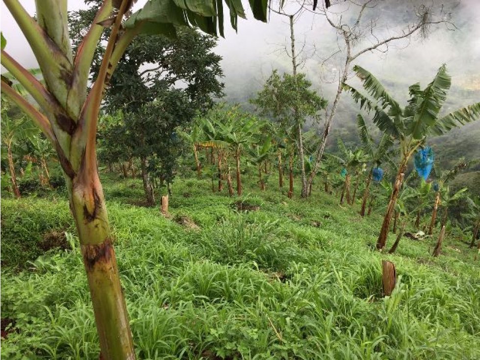 Venta finca en El Trébol, Manizales Cod 771441