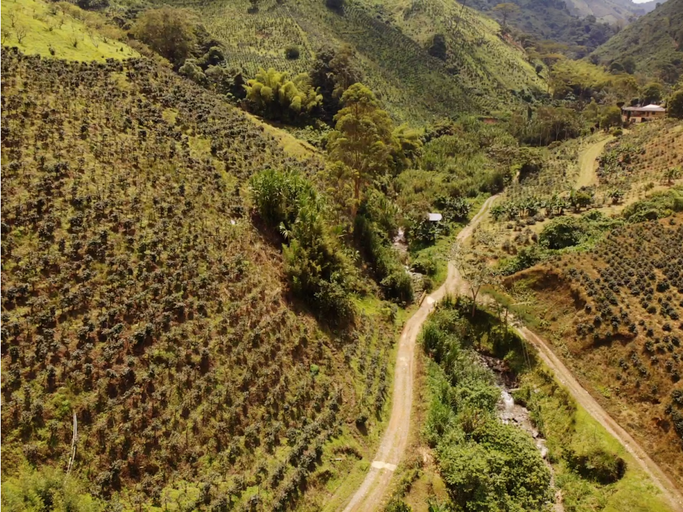 Finca Cafetera A La Venta Santa Rosa De Cabal