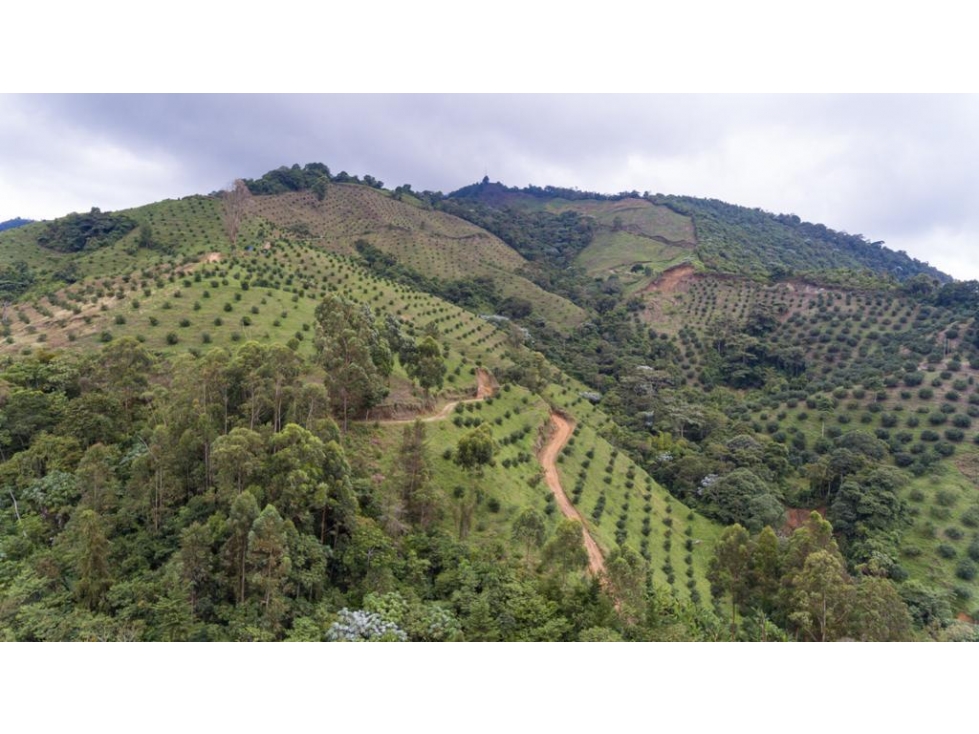 SE VENDE FINCA EN PRODUCCION DE AGUACATE HASS EN FILANDIA QUINDIO