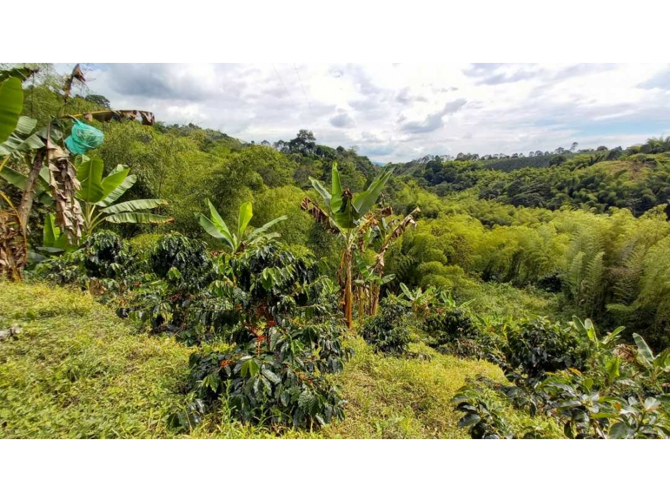 Finca en Barcelona cultivada en cafe y platano con hermosa vista