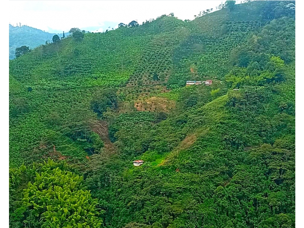 HERMOSO LOTE / FINCA  PARA TODO TIPO DE CULTIVO 55-60