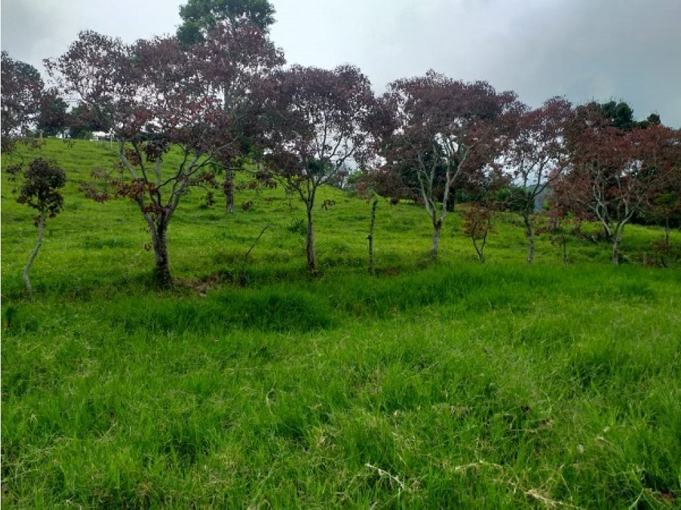 Vendo Finca Via a Marsella Risaralda