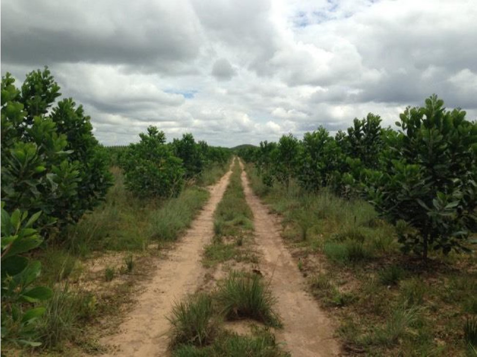 VENDO FINCA AGROINDUSTRIAL EN PUERTO GAITAN META