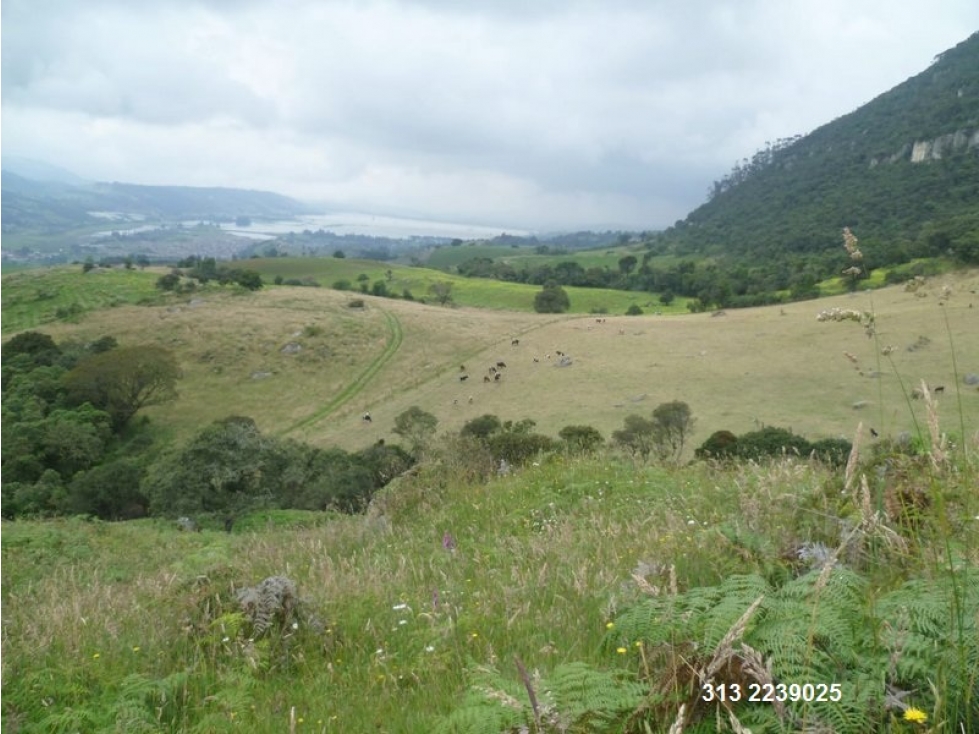 VENDO FINCA EN SIBATE-CUNDINAMARCA (REF. F/33)