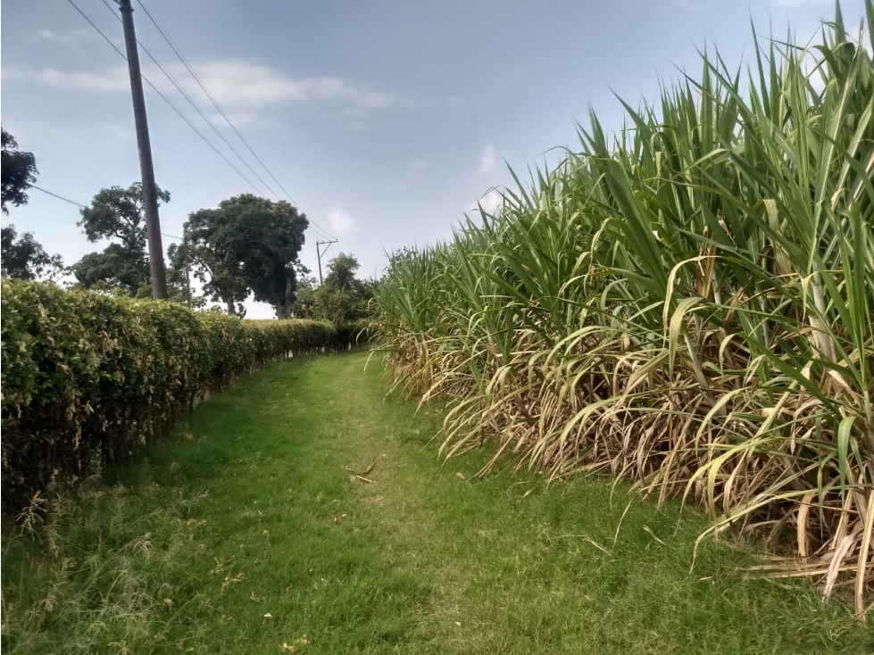 SE VENDE LOTE CAÑERO VIA AL AEROPUERTO - VALLE DEL CAUCA