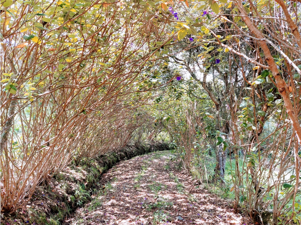 VENDO FINCA PACHO CUNDINAMARCA