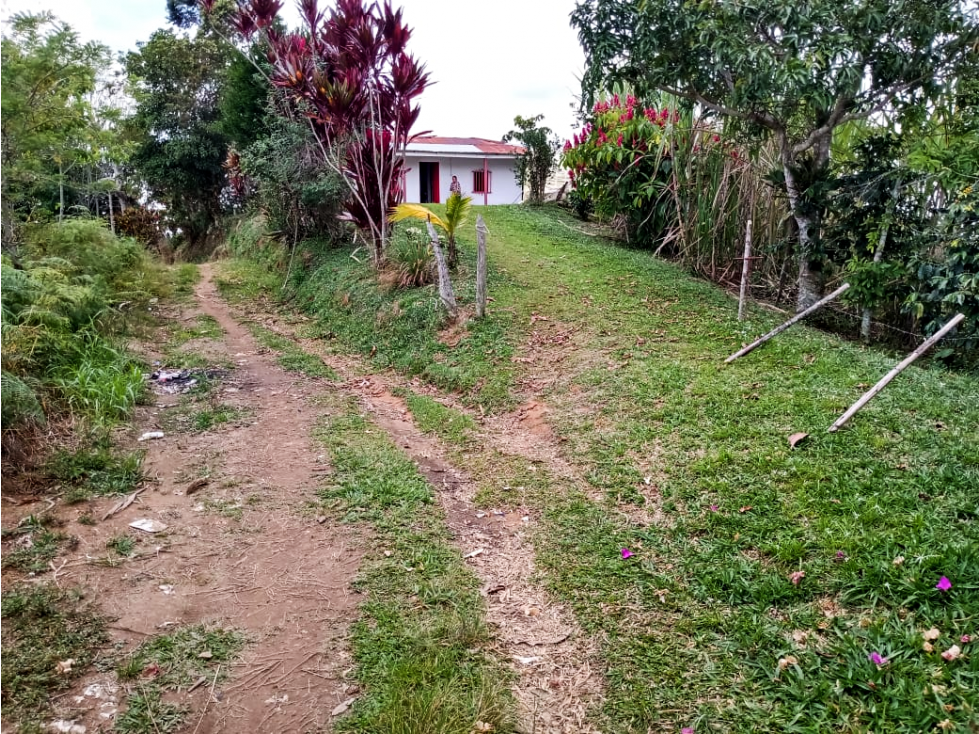 VENTA FINCA CAFETERA DE 6 HECTÁREAS EN SAN ROQUE ANTIOQUIA