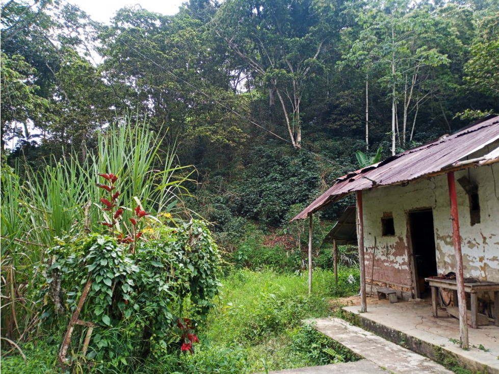 VENTA FINCA DE 20 HECTÁREAS EN SAN ROQUE ANTIOQUIA