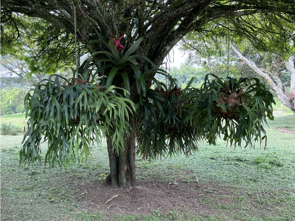 VENTA DE FINCA EN TEBAIDA, QUINDÍO, COLOMBIA