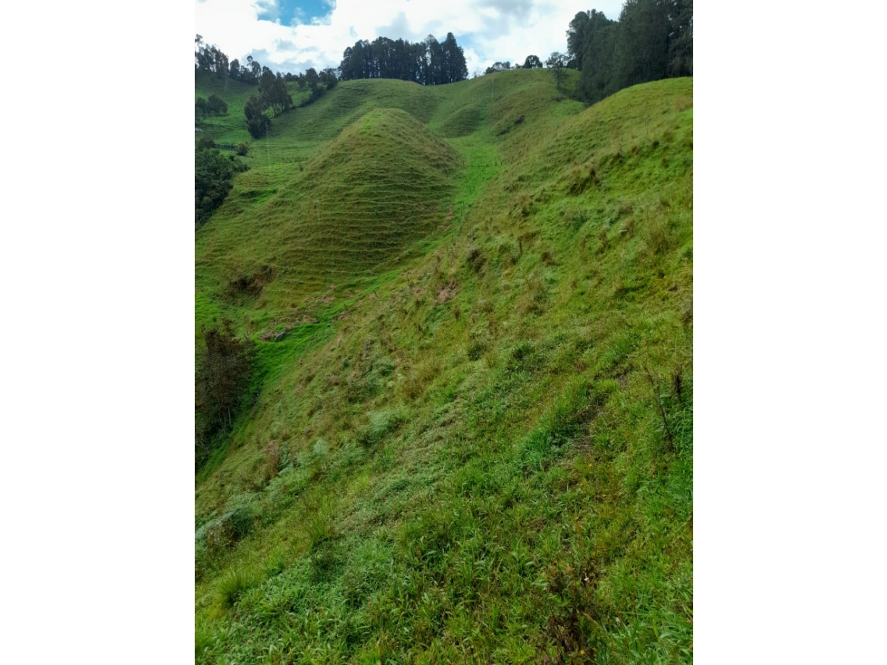 VENDO FINCA EN SAN PEDRO AGROINDUSTRAL VEREDA LA PALMA