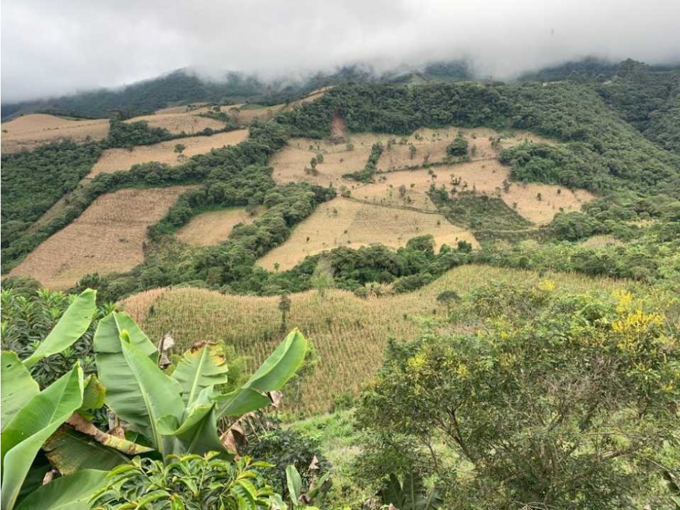 De oportunidad vendo finca en consaca