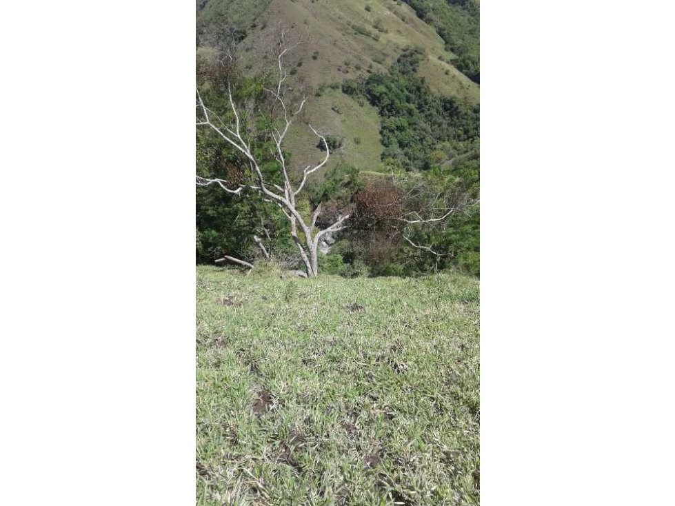 Venta de Finca para Ganado Sector Filadelfia Caldas