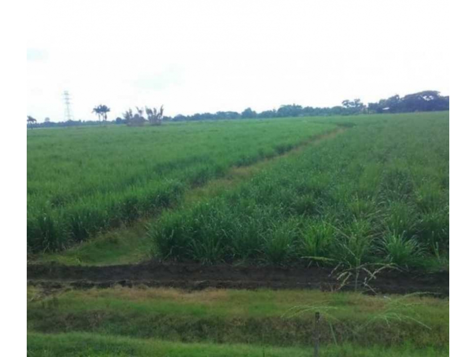 VENTA LOTE FINCA CAÑERA CENTRO NORTE VALLE DEL CAUCA