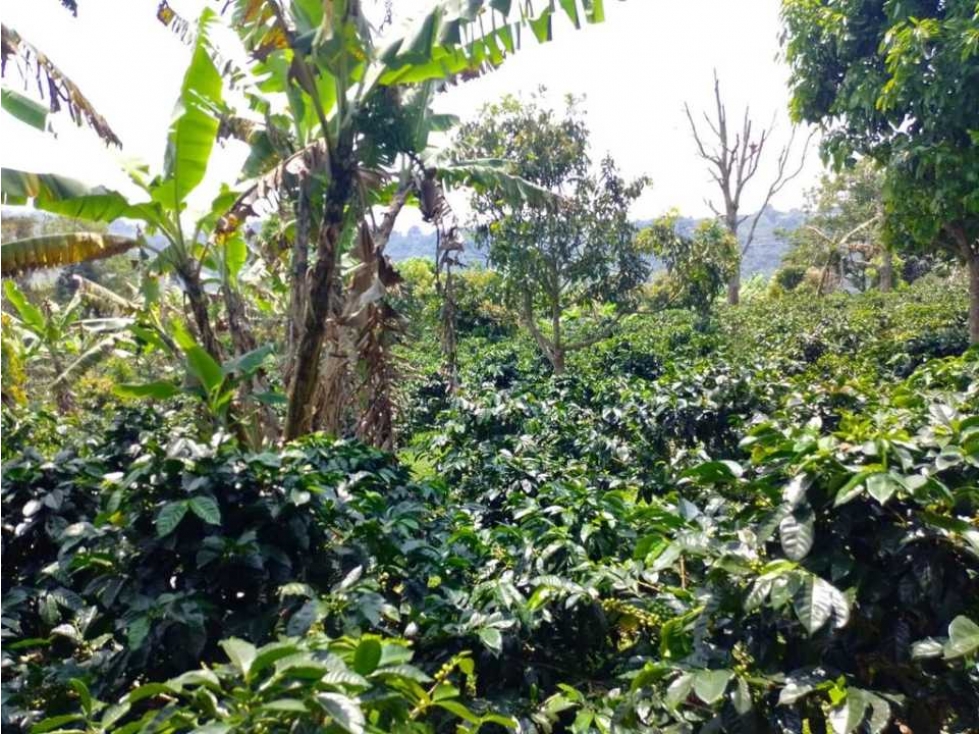 FINCA CON TIERRA FÉRTIL A10 MINUTOS DE CARRETERA