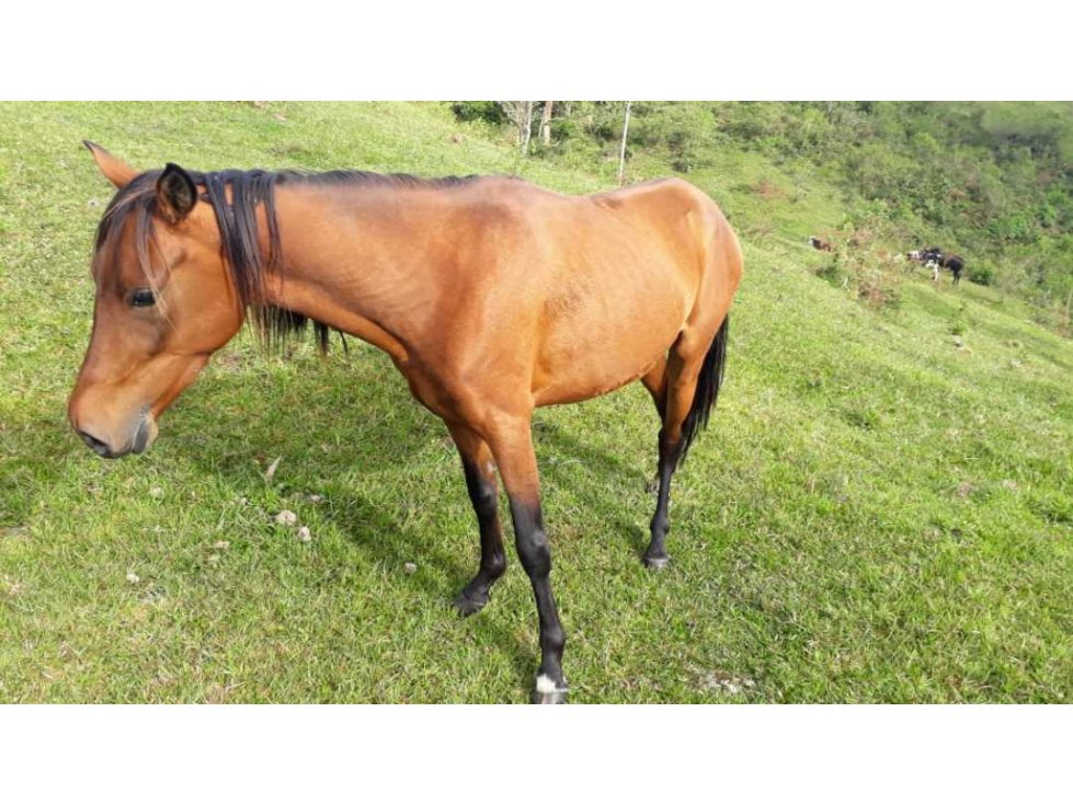 Finca Córdoba en pasto con bosque y nacimientos