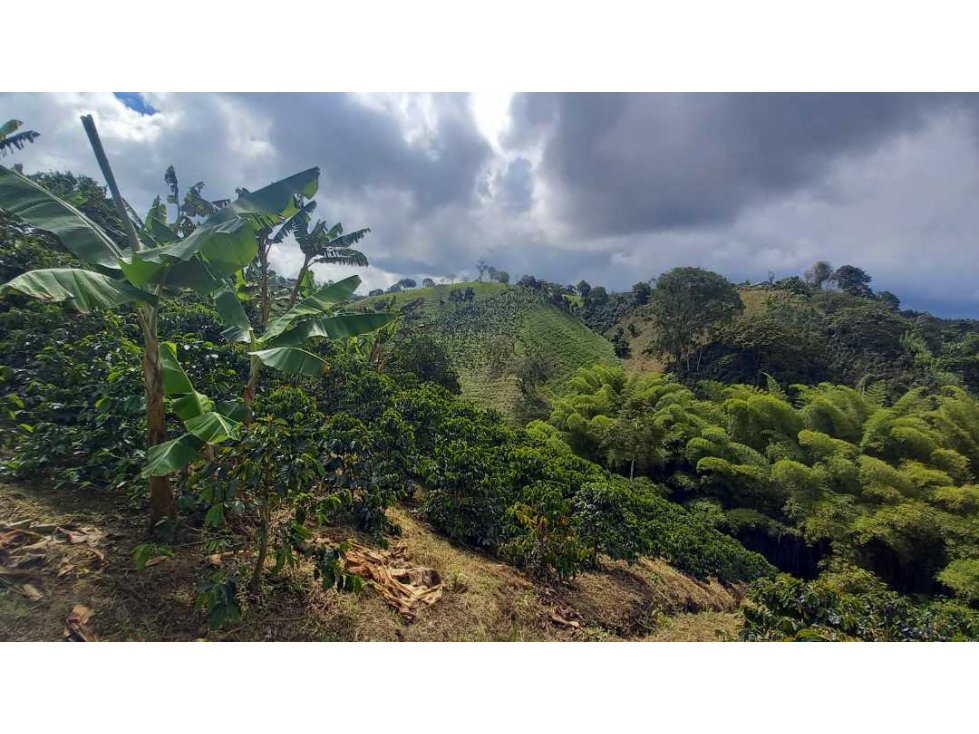 Finca de 5 cuadras ubicada a 8 km de Filandia y  12 km de Alcala