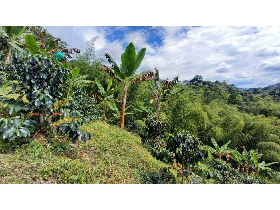 Finca en Barcelona cultivada en cafe y platano con hermosa vista