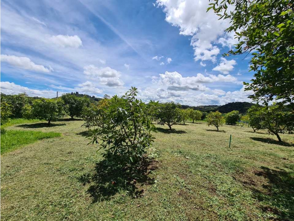 Finca en producción de aguacate, Marinilla-Ant.