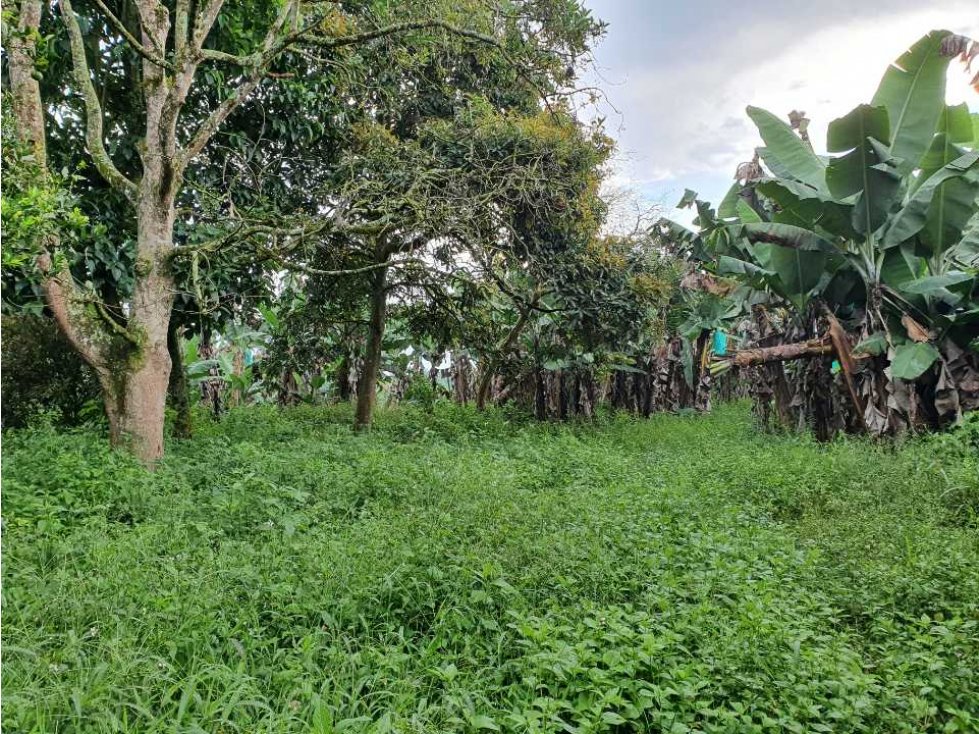 Finca 9 cuadras con topografía 80% plana en Quimbaya