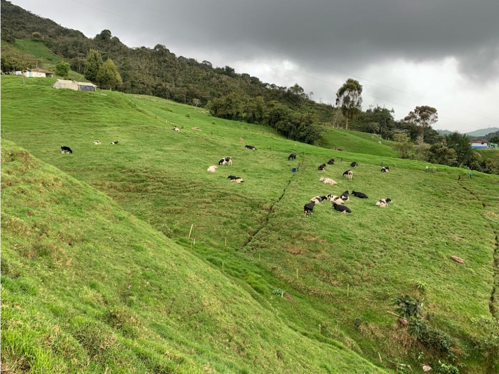 Hermosa finca lechera de 44 Hectareas en mesopotamia