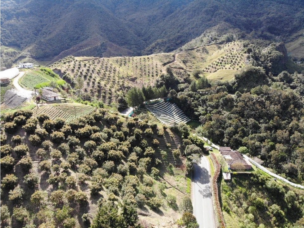 Increíble finca aguacatera hass en Producción vía La Unión Sonson