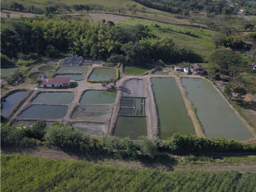 Se vende Finca Piscicola, Belalcazar, Caldas