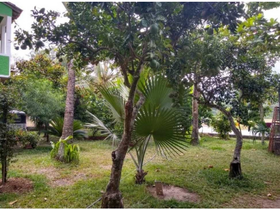 VENDO CASA LOTE  EN LA PINTADA ANTIOQUIA