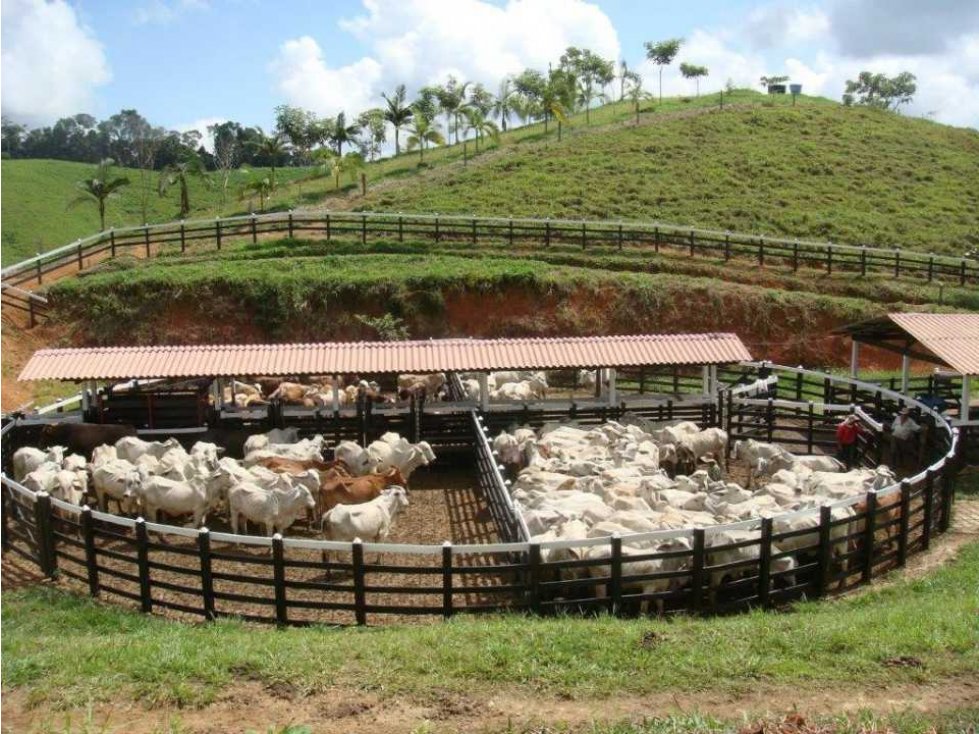 Vendo finca en puerto Berrío Antioquia