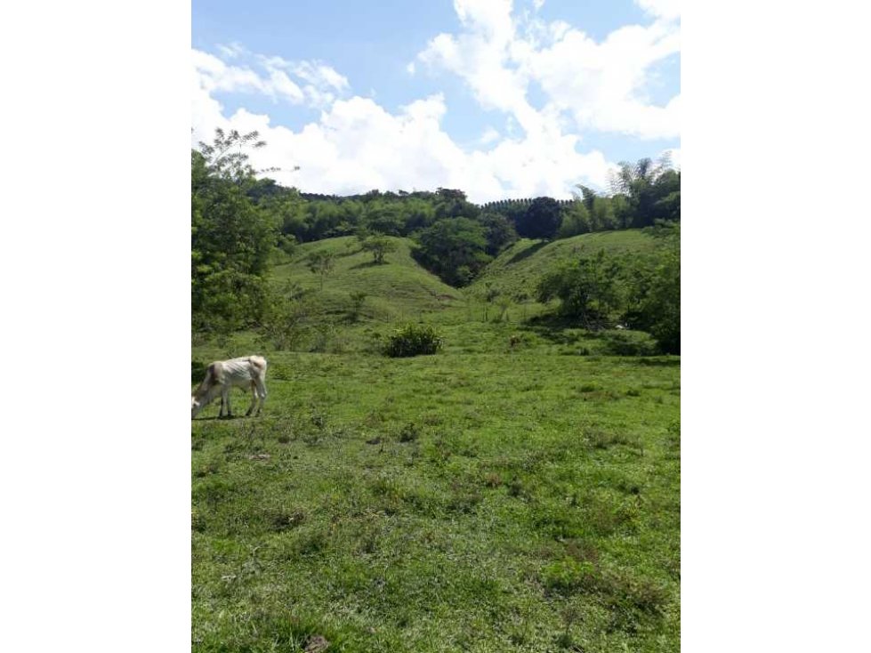 Venta de finca de pasto y arboles teca en quimbaya