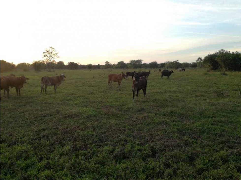 VENTA DE FINCA EN PUEBLO NUEVO ,CORDOBA