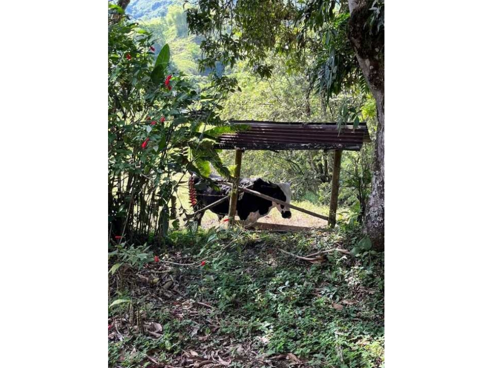 VENTA DE FINCA GANADERA COLORADAS - CARTAGO VALLE