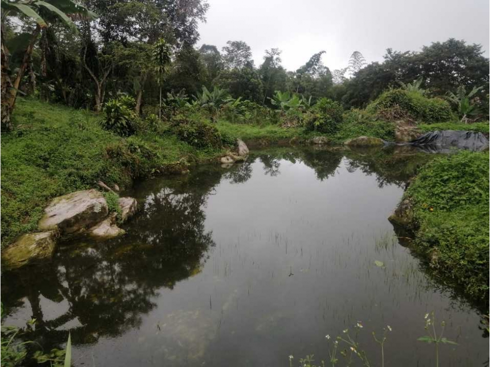 VENTA/PERMUTA FINCA EN VIOTA, VEREDA MOGAMBO